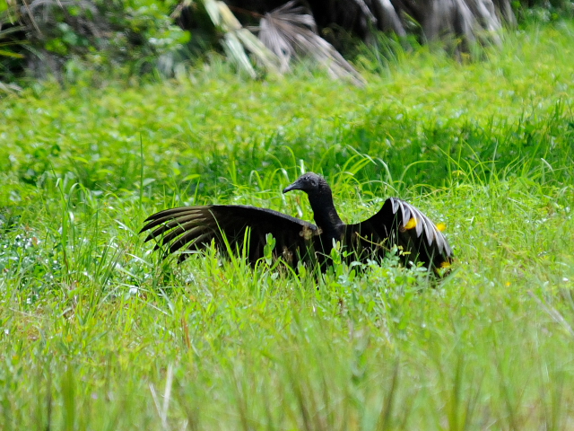  ヒメコンドルの幼鳥 （６態-1）　マイアミ近郊　in the suburbs of Miami, Florida, USA　2013/06/02　Photo by Kohyuh