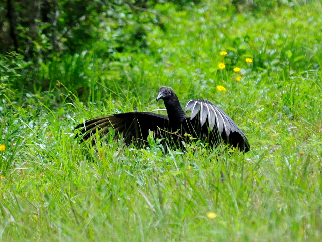 ヒメコンドルの幼鳥 （６態-2）　マイアミ近郊　in the suburbs of Miami, Florida, USA　2013/06/02　Photo by Kohyuh