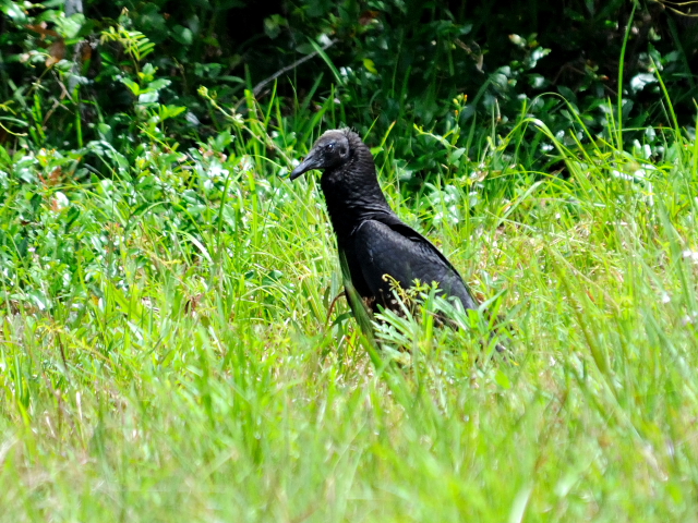 ヒメコンドルの幼鳥 （６態-3）　マイアミ近郊　in the suburbs of Miami, Florida, USA　2013/06/02　Photo by Kohyuh