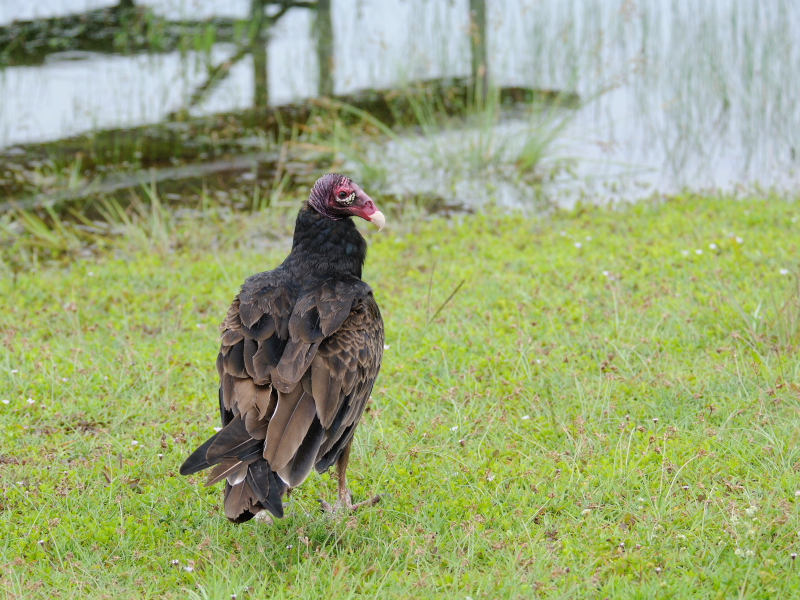 ヒメコンドル （３態-1）　マイアミ近郊　フロリダ　米国　near by Miami, Florida, USA　2013/06/05　Photo by Kohyuh