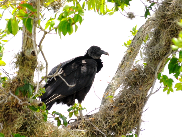 ヒメコンドルの幼鳥 （６態-4）　マイアミ近郊　in the suburbs of Miami, Florida, USA　2013/06/02　Photo by Kohyuh