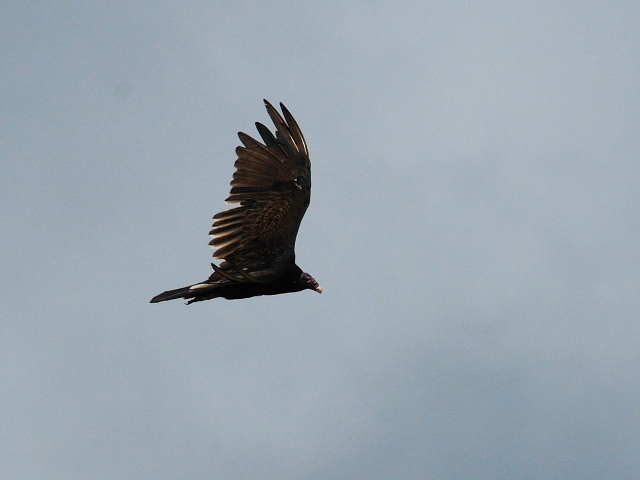 ヒメコンドル成鳥 （４態-1）　マイアミ近郊　in the suburbs of Miami, Florida, USA　2013/06/02　Photo by Kohyuh