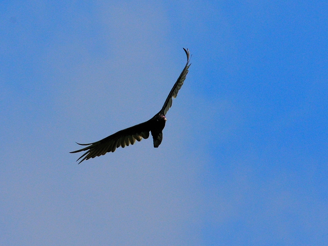 ヒメコンドル成鳥 （４態-2）　マイアミ近郊　in the suburbs of Miami, Florida, USA　2013/06/02　Photo by Kohyuh