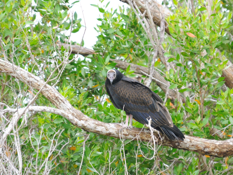 ヒメコンドル （３態-3）　マイアミ近郊　フロリダ　米国　near by Miami, Florida, USA　2013/06/05　Photo by Kohyuh