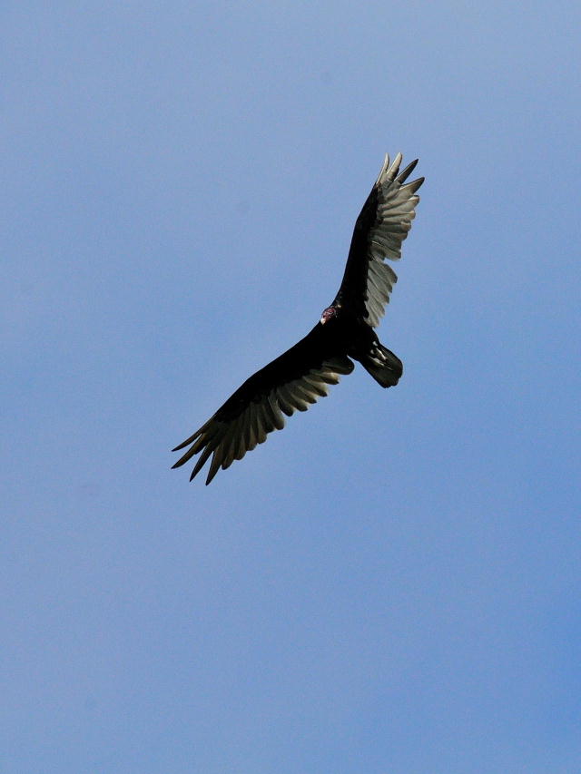 ヒメコンドル成鳥 （４態-3）　マイアミ近郊　in the suburbs of Miami, Florida, USA　2013/06/02　Photo by Kohyuh