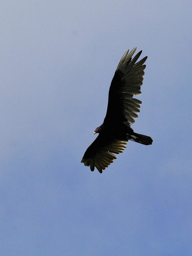 ヒメコンドル成鳥 （４態-4）　マイアミ近郊　in the suburbs of Miami, Florida, USA　2013/06/02　Photo by Kohyuh