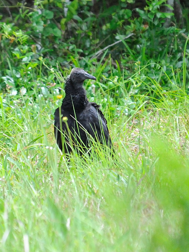 ヒメコンドルの幼鳥 （６態-5）　マイアミ近郊　in the suburbs of Miami, Florida, USA　2013/06/02　Photo by Kohyuh