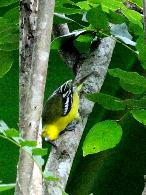 ④ ヒメコノハドリ　成鳥　ジャンダ・バイク　マレーシア　Janda Baik, Malaysia　　2010/05/25　Photo by Kohyuh