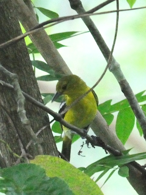 ⑥ ヒメコノハドリ　成鳥　ジャンダ・バイク　マレーシア　Janda Baik, Malaysia　　2010/05/26　Photo by Kohyuh