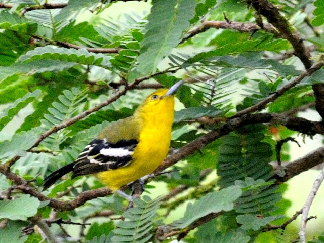 ① ヒメコノハドリ　成鳥　ジャンダ・バイク　マレーシア　Janda Baik, Malaysia　　2010/05/26　Photo by Kohyuh