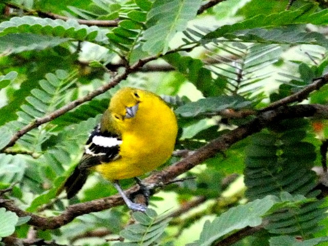 ③ ヒメコノハドリ　成鳥　ジャンダ・バイク　マレーシア　Janda Baik, Malaysia　　2010/05/26　Photo by Kohyuh