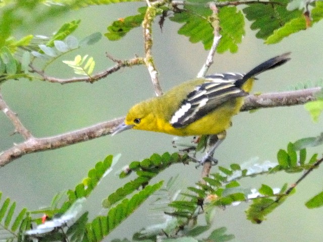 ⑤ ヒメコノハドリ　成鳥　ジャンダ・バイク　マレーシア　Janda Baik, Malaysia　　2010/05/26　Photo by Kohyuh