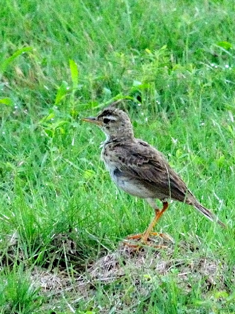 ①  ヒメマミジロタヒバリ　成鳥　チョグム公園　クア　ランカウイ島　マレーシア　Taman Chogm, Kuah, Pulau Langkawi, Malaysia　2010/06/02　Photo by Kohyuh