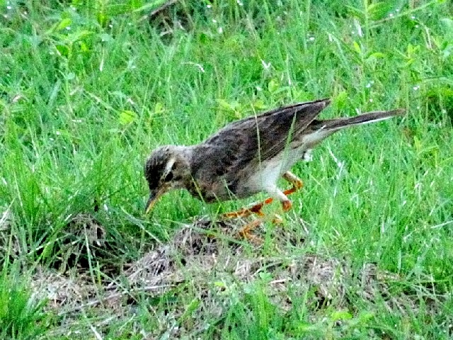 ②  ヒメマミジロタヒバリ　成鳥　チョグム公園　クア　ランカウイ島　マレーシア　Taman Chogm, Kuah, Pulau Langkawi, Malaysia　2010/06/02　Photo by Kohyuh