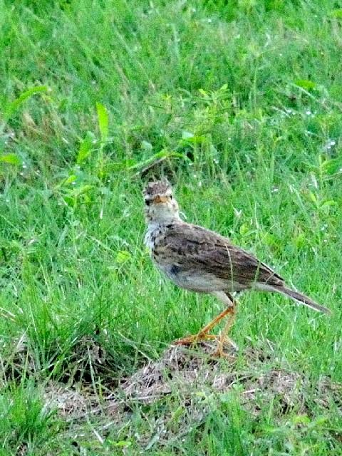 ③  ヒメマミジロタヒバリ　成鳥　チョグム公園　クア　ランカウイ島　マレーシア　Taman Chogm, Kuah, Pulau Langkawi, Malaysia　2010/06/02　Photo by Kohyuh