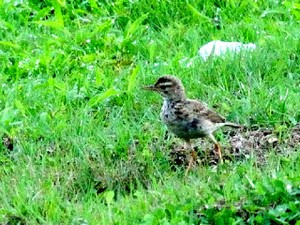 ④  ヒメマミジロタヒバリ　成鳥　チョグム公園　クア　ランカウイ島　マレーシア　Taman Chogm, Kuah, Pulau Langkawi, Malaysia　2010/06/02　Photo by Kohyuh