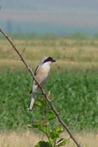 @-1 qIIY@@hiEf^@[}jA@Delta Dunarii, Romania@2008/06/11@Photo by Kohyuh