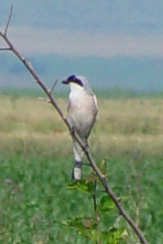 @-2 qIIY@@hiEf^@[}jA@Delta Dunarii, Romania@2008/06/11@Photo by Kohyuh