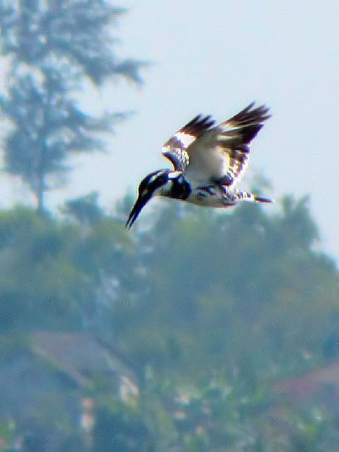 ① ヒメヤマセミ　成鳥　ホイアン　ベトナム　Hoi An, Vietnam　2010/01/17　Photo by Kohyuh