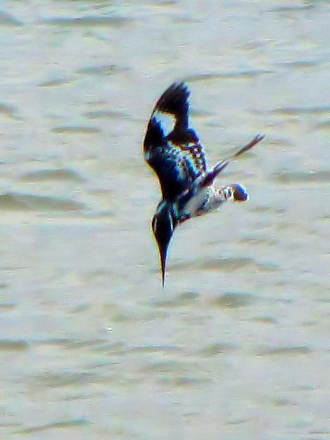 ③ ヒメヤマセミ　成鳥　ホイアン　ベトナム　Hoi An, Vietnam　2010/01/17　Photo by Kohyuh