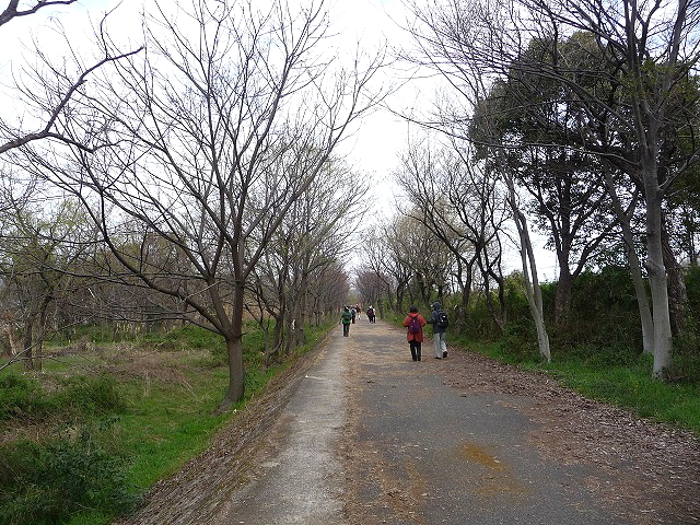 枚方 - 牧野　（淀川左岸 の道） 2013/03/26　Photo by Hosoi