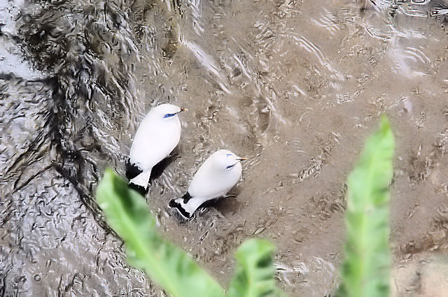 カンムリシロムク　観鳥園 Walk-through Aviary