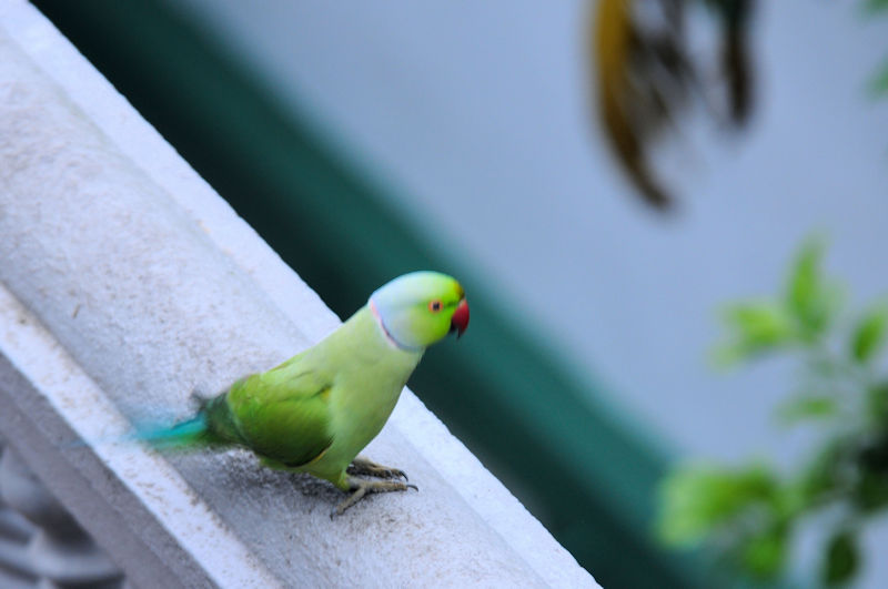 ホンセイインコ（３態-1）　モラガラ・ビーチ近郊のホテルの庭　ベルワラ　スリランカ　Hotel's garden near by Moragalla Beach, Beruwala, Sri Lanka　2019/01/23　Photo by Kohyuh