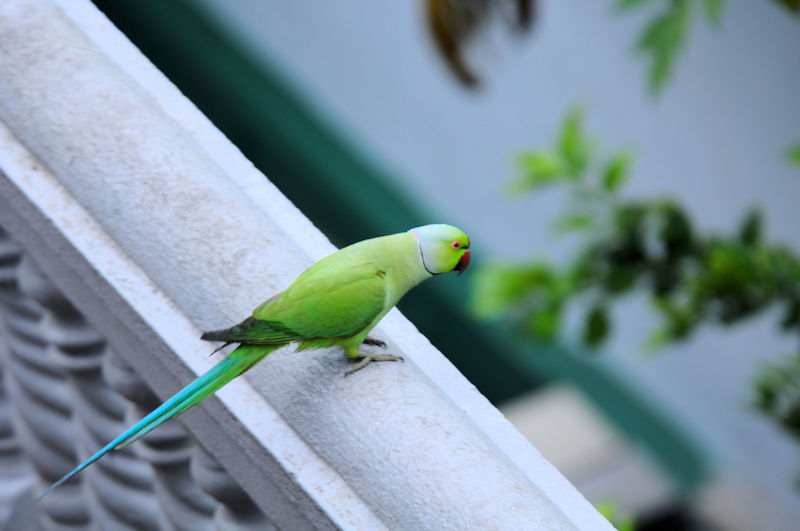 ホンセイインコ（３態-2）　モラガラ・ビーチ近郊のホテルの庭　ベルワラ　スリランカ　Hotel's garden near by Moragalla Beach, Beruwala, Sri Lanka　2019/01/23　Photo by Kohyuh