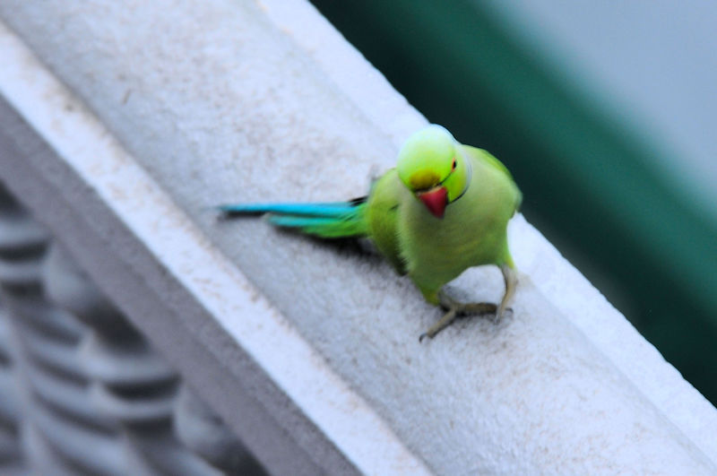 ホンセイインコ（３態-3）　モラガラ・ビーチ近郊のホテルの庭　ベルワラ　スリランカ　Hotel's garden near by Moragalla Beach, Beruwala, Sri Lanka　2019/01/23　Photo by Kohyuh