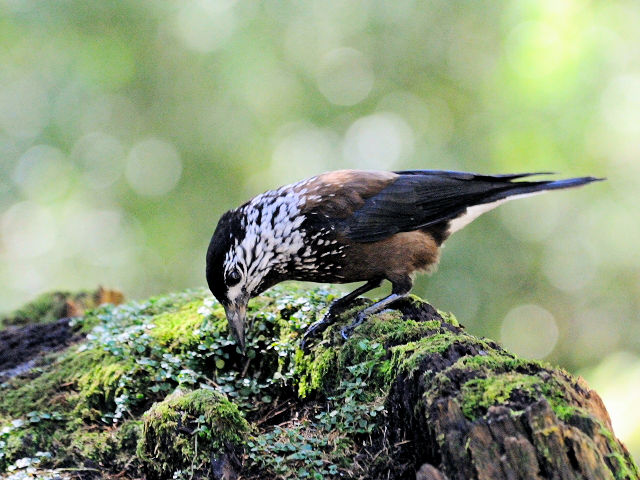 ④ ホシガラス　成鳥　鞍馬山荘近郊　大雪山国家森林遊楽区　台湾　near by Anma Villa, Dasyueshan National Forest Recreation Area, Taiwan　2012/03/01　Photo by Kohyuh