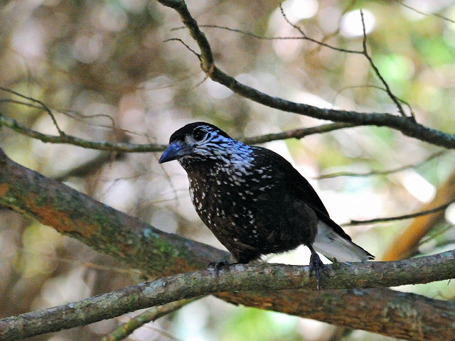 ⑤ ホシガラス　成鳥　鞍馬山荘近郊　大雪山国家森林遊楽区　台湾　near by Anma Villa, Dasyueshan National Forest Recreation Area, Taiwan　2012/03/01　Photo by Kohyuh