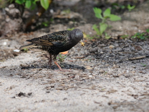 ① ホシムクドリ 　成鳥　夏羽　ニューヨーク　米国　Newyork, America　2013/05/14　Photo by Kohyuh