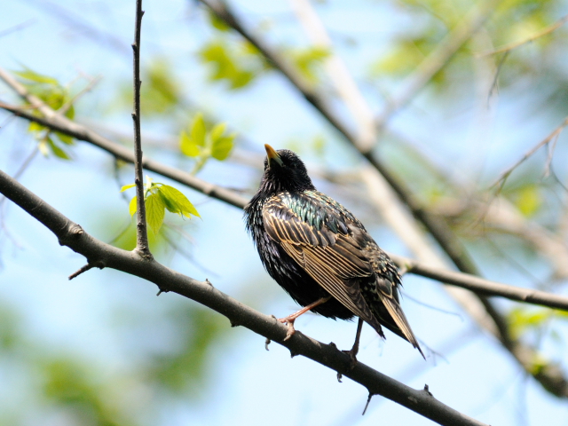 ③ ホシムクドリ 　成鳥　夏羽　ニューヨーク　米国　Newyork, America　2013/05/14　Photo by Kohyuh