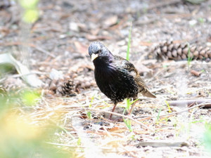 ② ホシムクドリ 　成鳥　夏羽　ニューヨーク　米国　Newyork, America　2013/05/14　Photo by Kohyuh