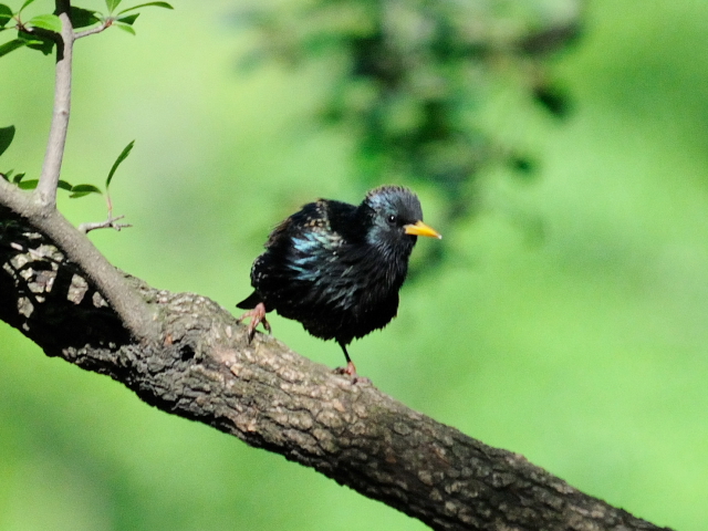 ④ ホシムクドリ 　成鳥　夏羽　ニューヨーク　米国　Newyork, America　2013/05/14　Photo by Kohyuh