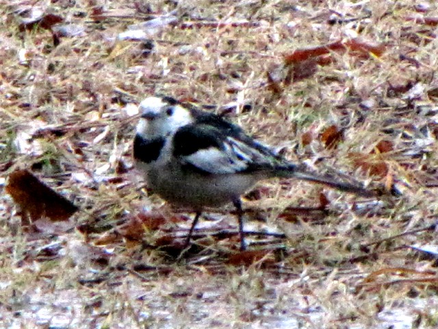 ① ホオジロハクセキレイ　成鳥　上海動物園　Shanghai Zoological Park, Shanghai　2010/01/10　Photo by Kohyuh