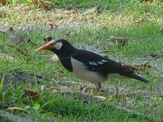 A zIWNh@@sj@oRN@^C@Lumphini Park, Bangkok, Thailand@2007/01/30@Photo by Kohyuh