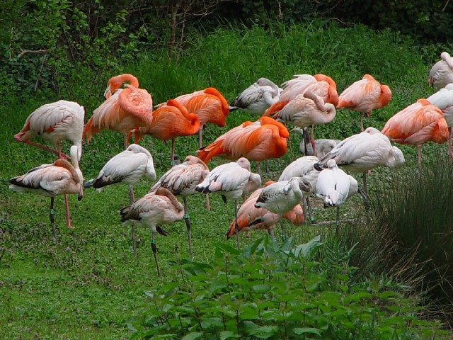 A xjCt~S@p@tX@Paris zoo, France@2004/04/20@Photo by Kohyuh