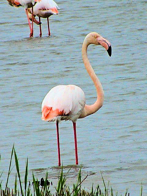 @ [bpt~S@@J}Onс@tX  Camargue, France@2004/05/02@Photo by Kohyuh