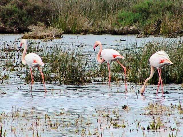 A [bpt~S@@J}Onс@tX  Camargue, France@2004/05/02@Photo by Kohyuh