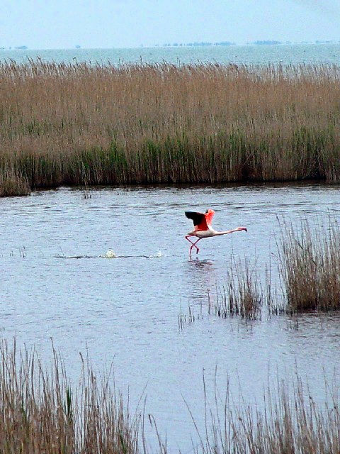 B [bpt~S@@J}Onс@tX  Camargue, France@2004/05/03@Photo by Kohyuh