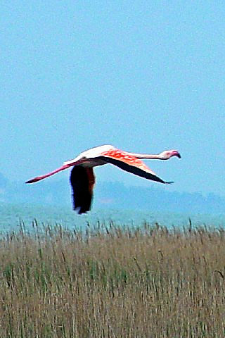 C [bpt~S@@J}Onс@tX  Camargue, France@2004/05/02@Photo by Kohyuh