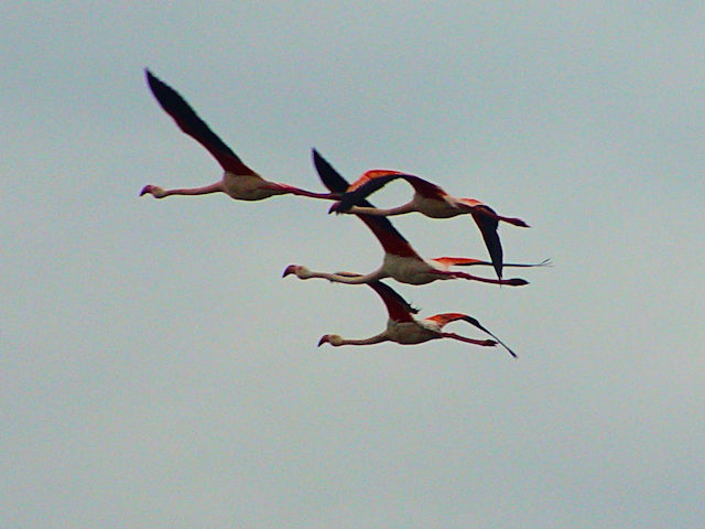 E [bpt~Sb@@J}Onс@tX  Camargue, France@2004/05/02@Photo by Kohyuh