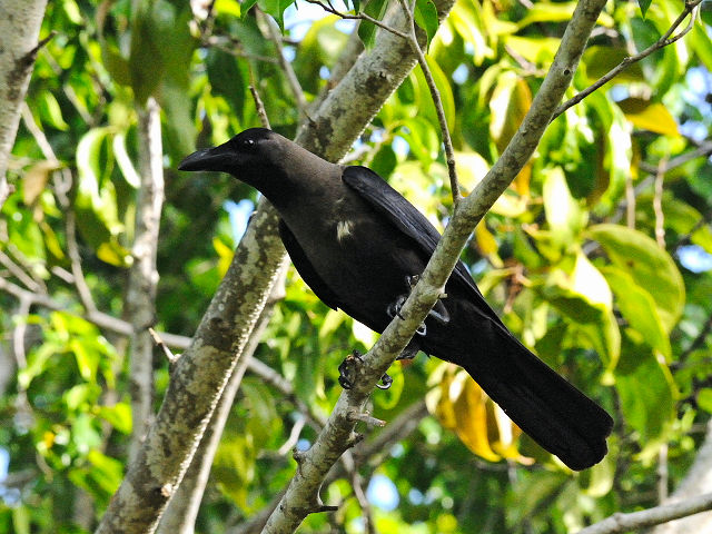 ① イエガラス　成鳥　ランカウイ　マレーシア　Langkawi, Malaysia　2010/06/03　Photo by Kohyuh