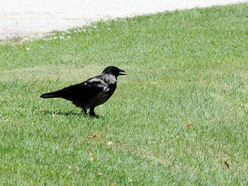  ハイイロガラス　（５態-1）　ベルヴェデーレ宮殿　ウィーン　オーストリア　Schloss Belvedere, Wien, Austria　2017/06/08　Photo by Kohyuh