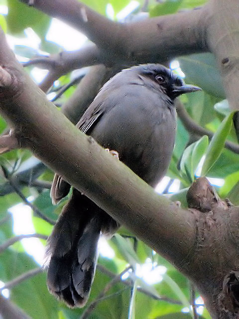 ①  クリムネアカメヒタキ （♀）　トゥーレー公園 （動物園）　ハノイ　ベトナム　Thu Le Park and Zoo, Ha Noi, Vietnam　2010/01/20　Photo by Kohyuh