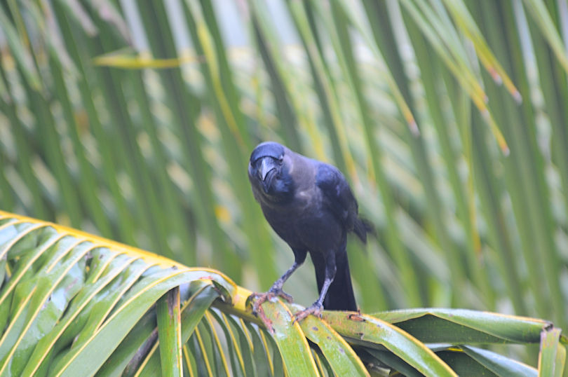 イエガラス（２態-1）　モラガラ・ビーチ近郊のホテルの庭　ベルワラ　スリランカ　Hotel's garden near by Moragalla Beach, Beruwala, Sri Lanka　2019/01/23　Photo by Kohyuh