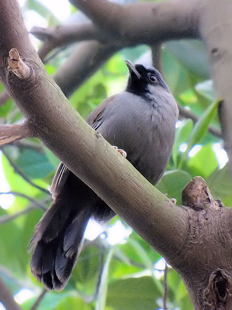 ②  クリムネアカメヒタキ （♀）　トゥーレー公園 （動物園）　ハノイ　ベトナム　Thu Le Park and Zoo, Ha Noi, Vietnam　2010/01/20　Photo by Kohyuh