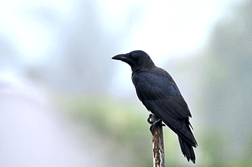 イエガラス（２態-2）　モラガラ・ビーチ近郊のホテルの庭　ベルワラ　スリランカ　Hotel's garden near by Moragalla Beach, Beruwala, Sri Lanka　2019/01/23　Photo by Kohyuh