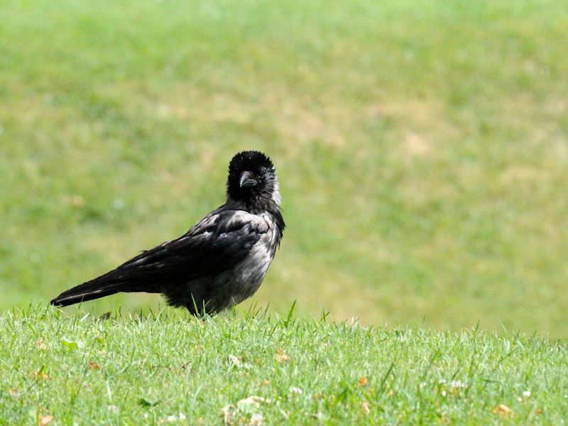  ハイイロガラス　（５態-3）　ベルヴェデーレ宮殿　ウィーン　オーストリア　Schloss Belvedere, Wien, Austria　2017/06/08　Photo by Kohyuh